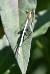 Platycnemis