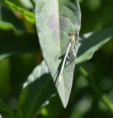 Platycnemis