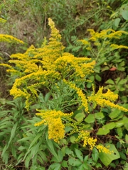 Solidago