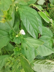 Justicia quadrifaria