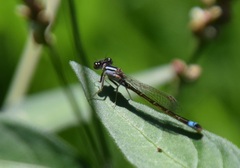 Ischnura