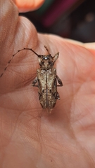 Oreodera bituberculata