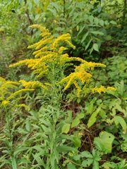 Solidago