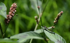 Ischnura