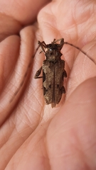 Oreodera bituberculata