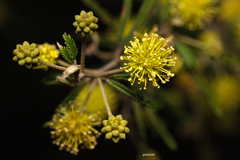 Mimosa pilulifera