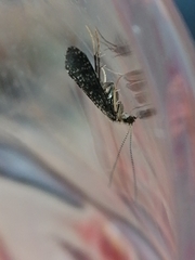 Polycentropodidae
