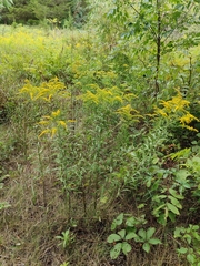 Solidago