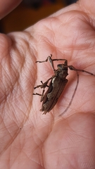 Oreodera bituberculata