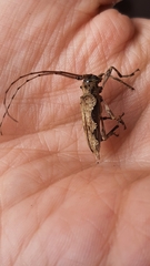 Oreodera bituberculata