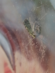 Polycentropodidae