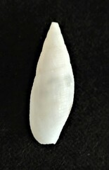 Probata barbadensis