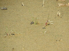 Cicindela repanda