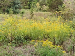 Solidago