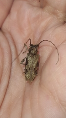 Oreodera bituberculata