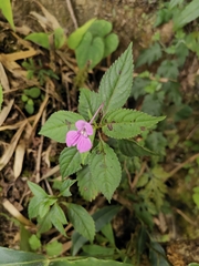 Impatiens blepharosepala