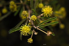 Mimosa pilulifera