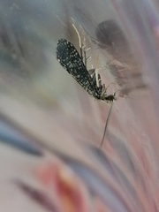 Polycentropodidae