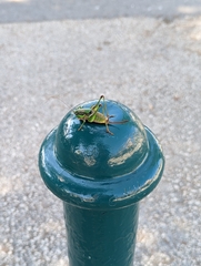 Eupholidoptera schmidti