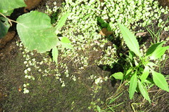 Chrysosplenium americanum