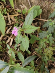 Impatiens blepharosepala