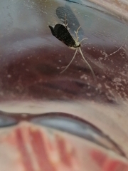 Polycentropodidae