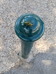 Eupholidoptera schmidti