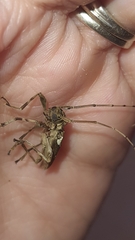 Oreodera bituberculata