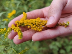 Solidago