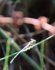Platycnemis