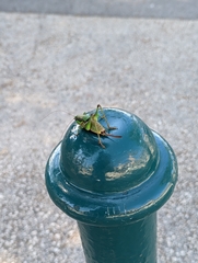 Eupholidoptera schmidti