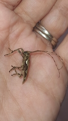 Oreodera bituberculata