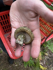 Lactarius atroviridis