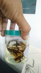 Centruroides fulvipes