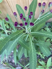 Vernonia noveboracensis