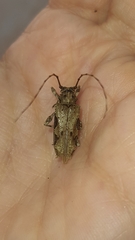 Oreodera bituberculata