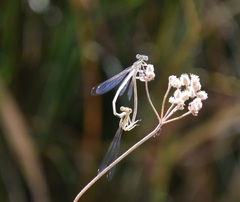 Platycnemis