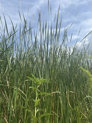 Typha domingensis