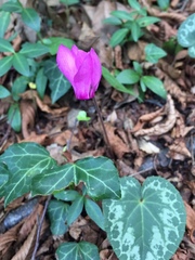 Cyclamen purpurascens