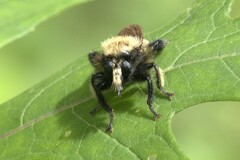 Laphria macquarti