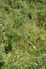 Campanula bononiensis