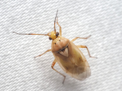 Closterotomus norwegicus