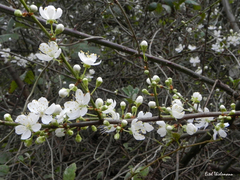 Prunus