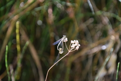 Platycnemis
