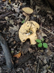Lactarius psammicola