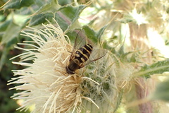Syrphidae