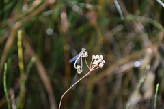 Platycnemis