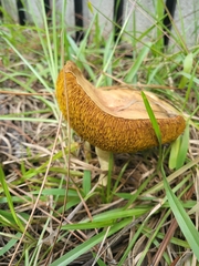 Boletinellus merulioides