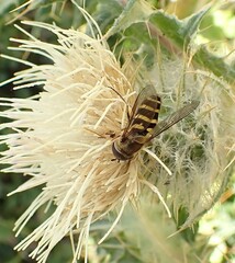Syrphidae