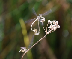 Platycnemis
